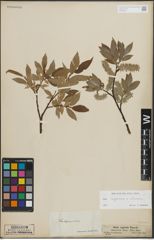 Foto von Salix lapponum L. x Salix silesiaca Willd.